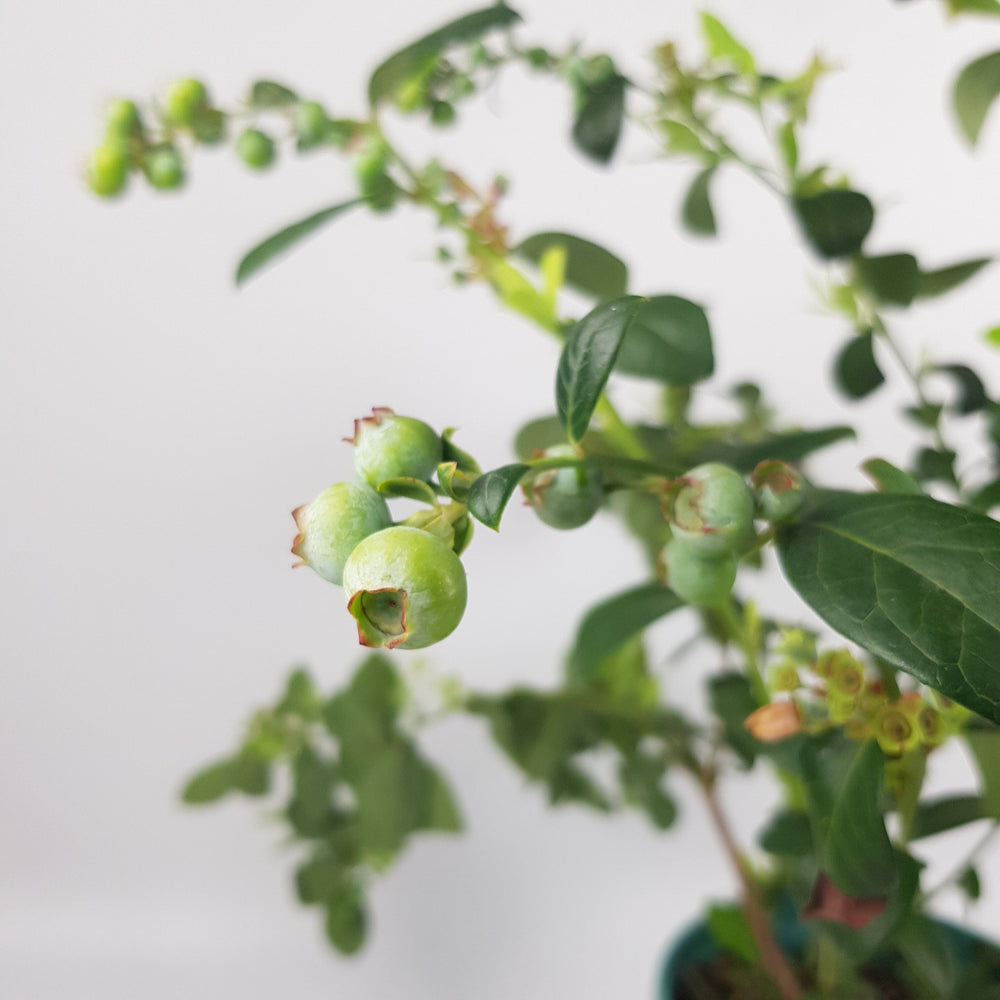 Pot Blueberry