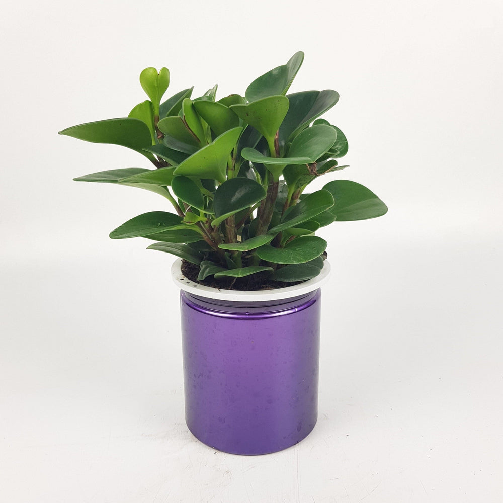 Peperomia Obtusifolia P110 (Hydroponic Pot)