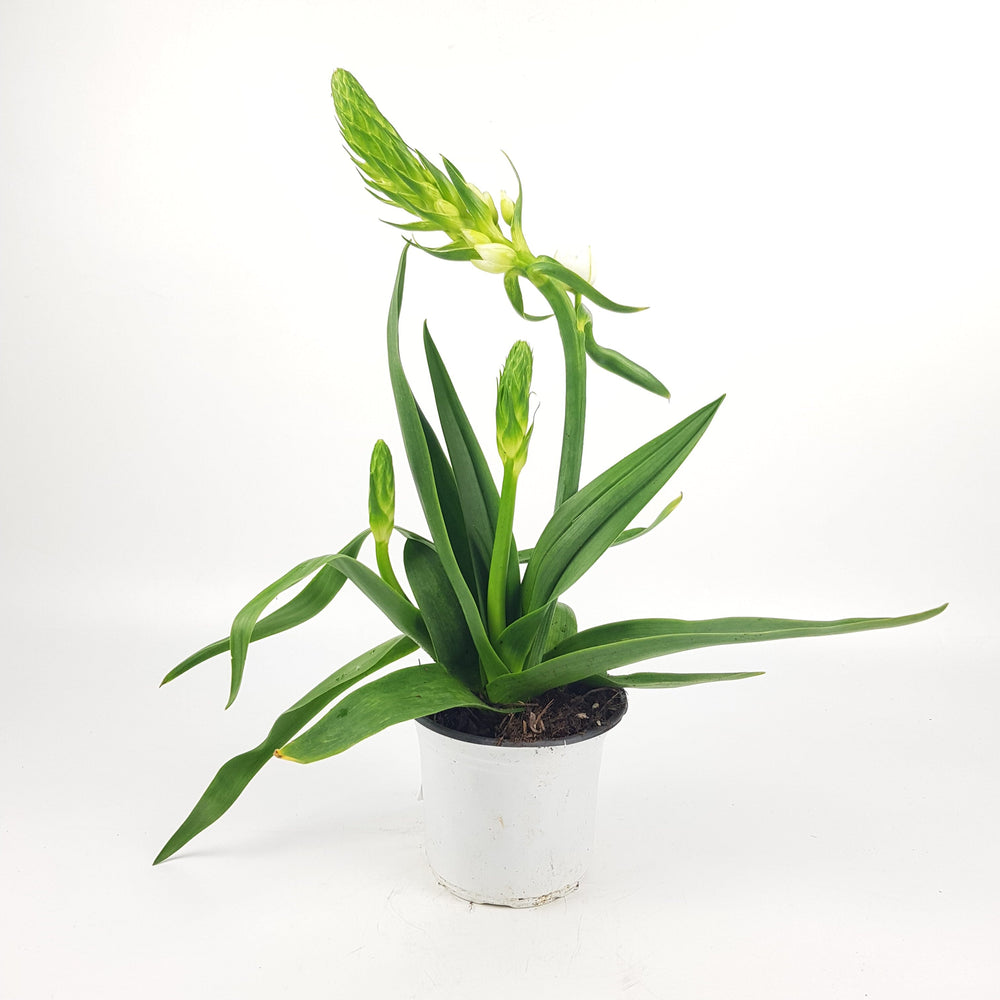 Pot Ornithogalum - White