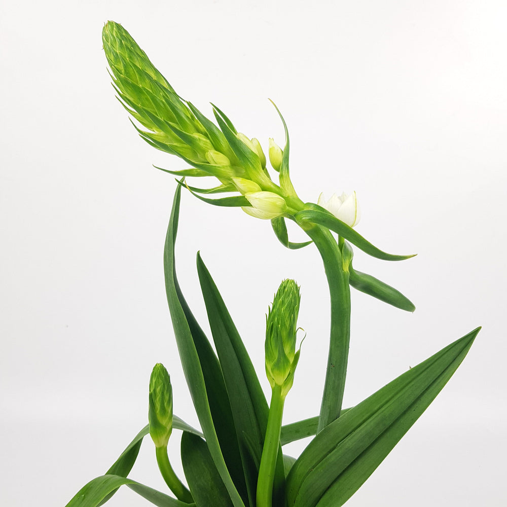 Pot Ornithogalum - White