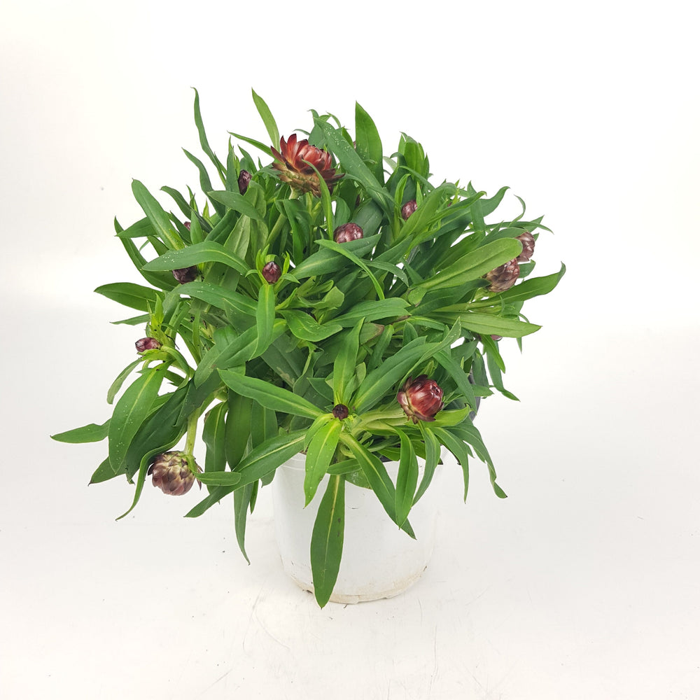 Pot Helichrysum Bractaetum / Strawflower - Brown