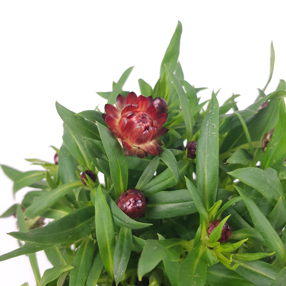 Pot Helichrysum Bractaetum / Strawflower - Brown