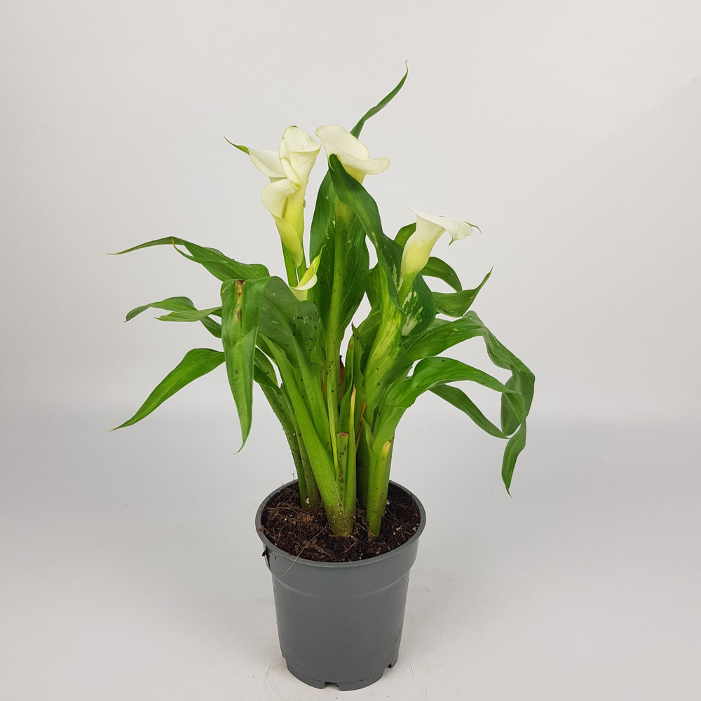 Pot Calla Lily - White