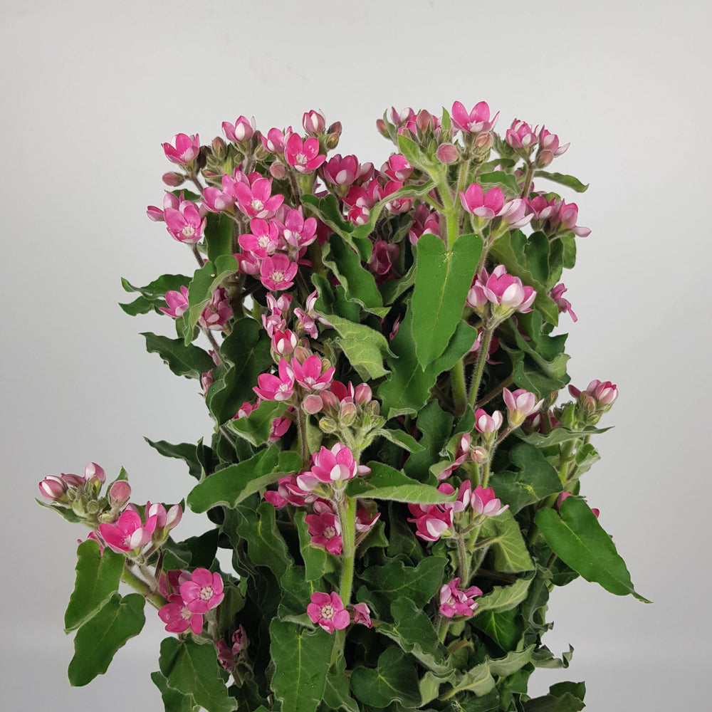 Oxypetalum Pink