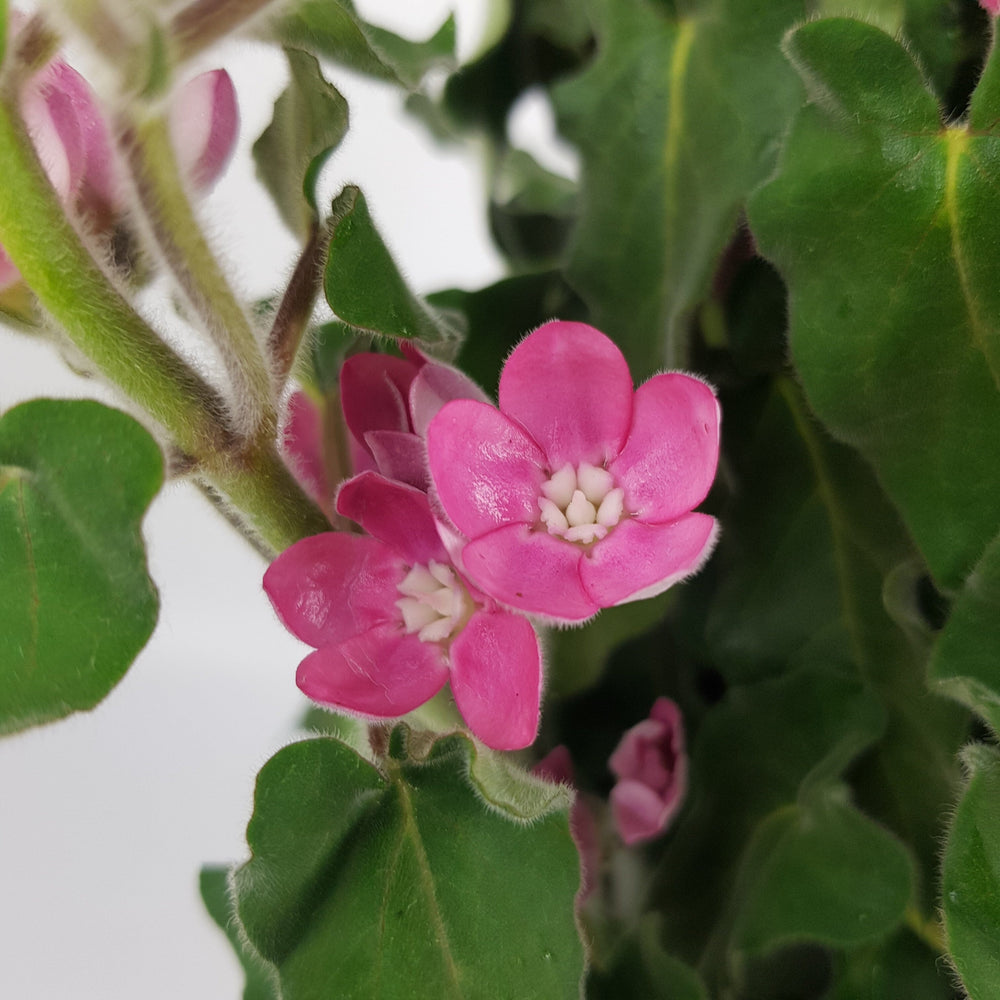 Oxypetalum Pink