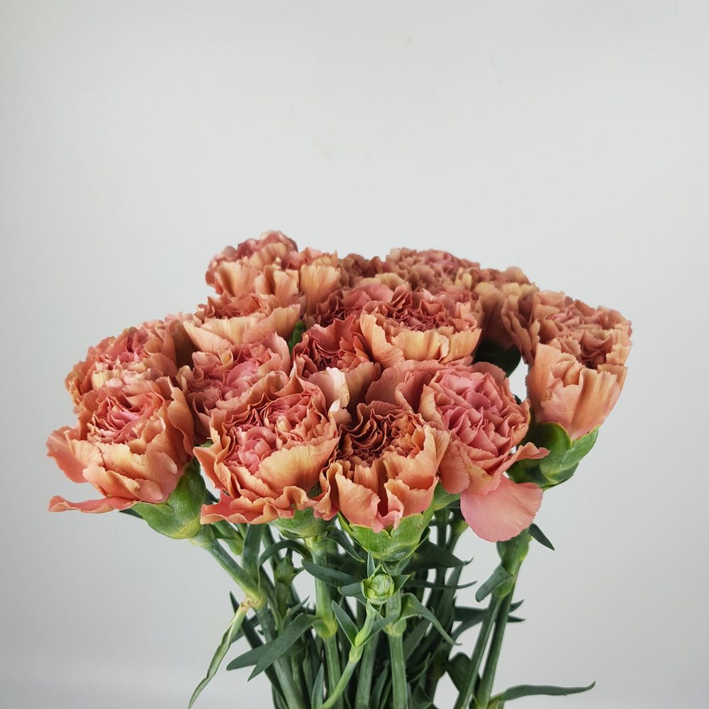 Carnation - 2 Tone Light Brown + Pink