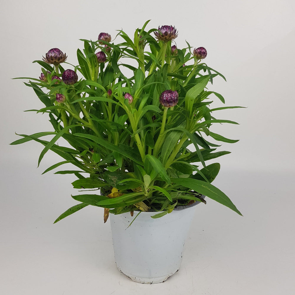 Pot Helichrysum Bractaetum / Strawflower - Purple