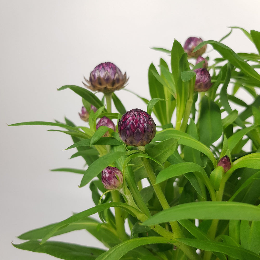 Pot Helichrysum Bractaetum / Strawflower - Purple