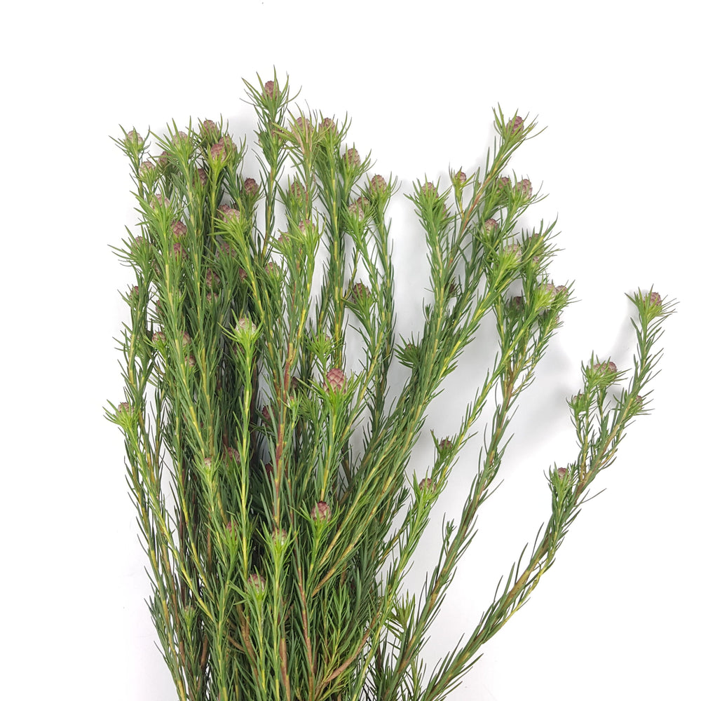 Leucadendron Jubilee