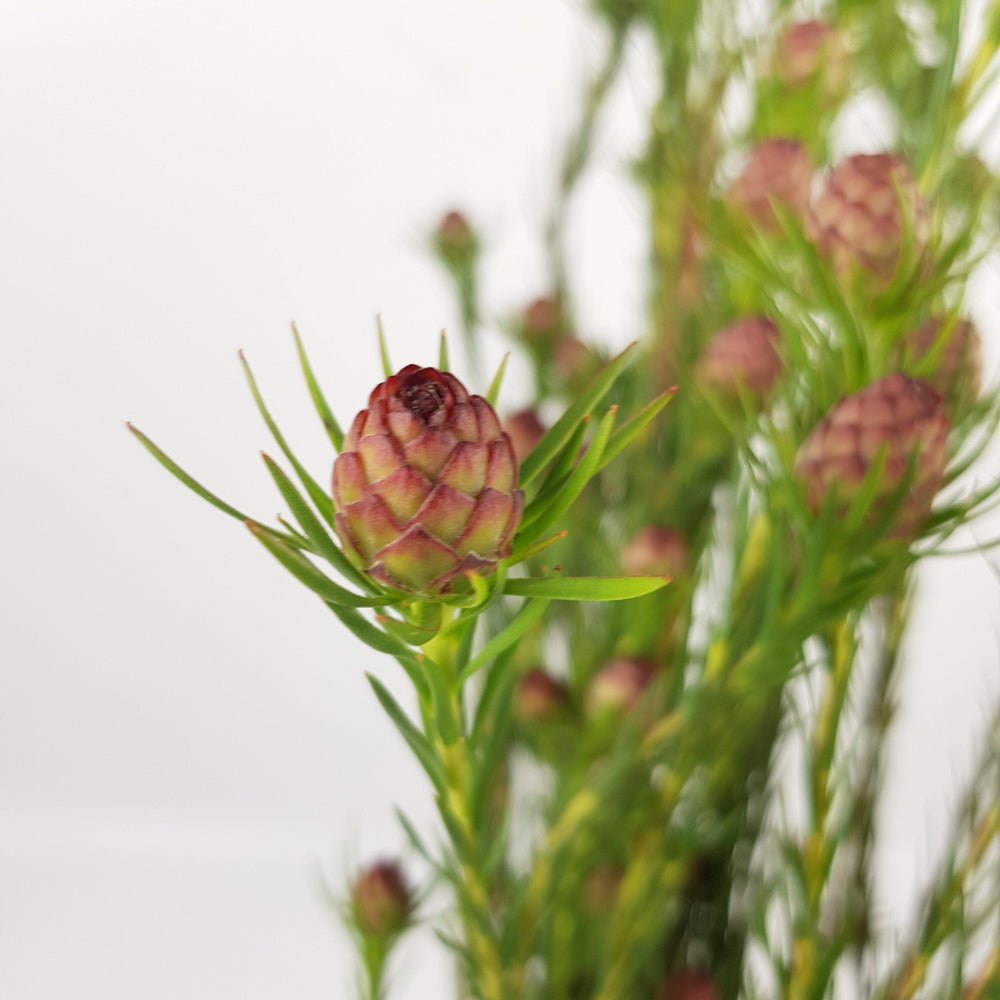 Leucadendron Jubilee