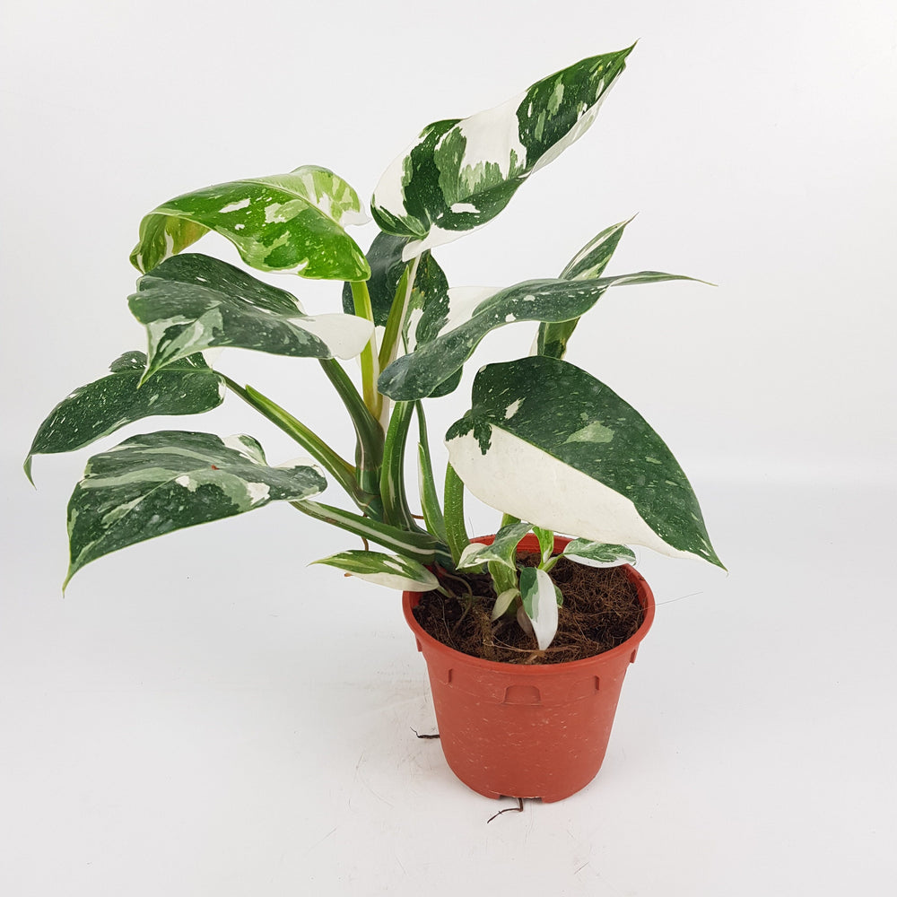 Philodendron White Princess (P150)