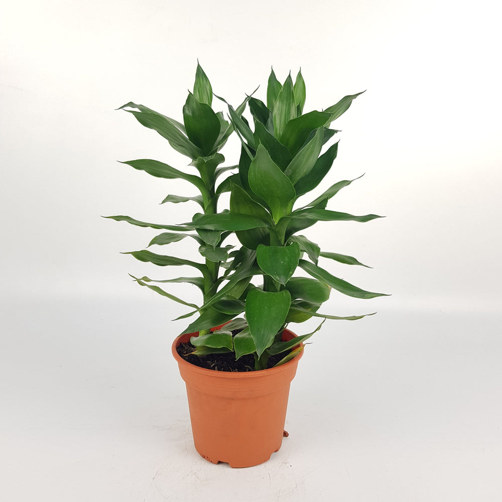 Dracaena Lotus (P120)