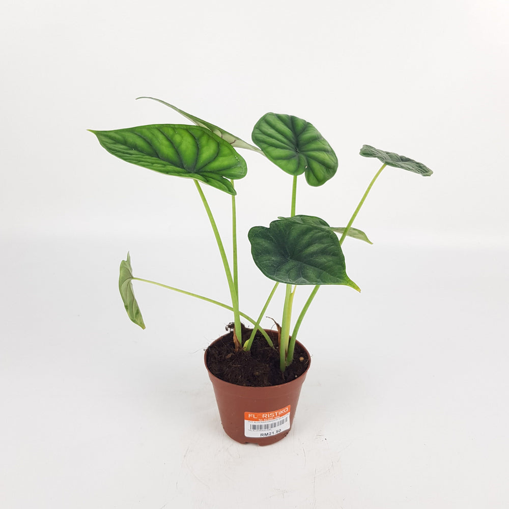 Alocasia Dragon Scale (P90)