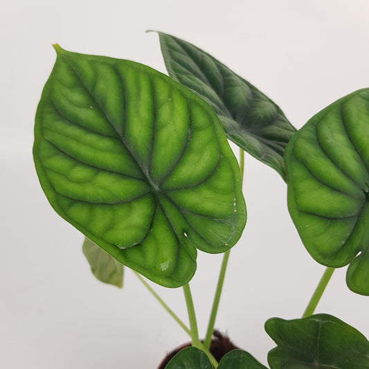 Alocasia Dragon Scale (P90)