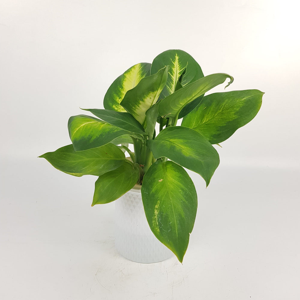 calathea dieffenbachia Calathea Orbifolia Plant