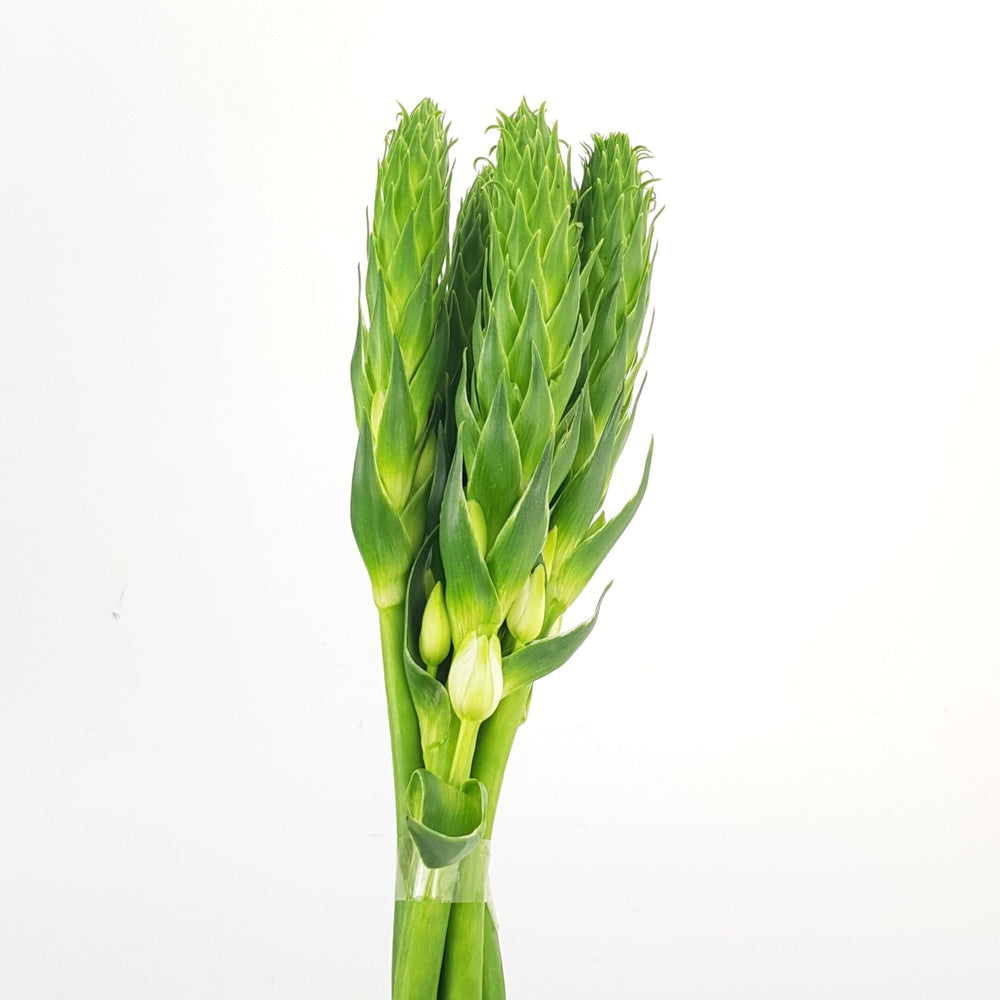 Ornithogalum - White