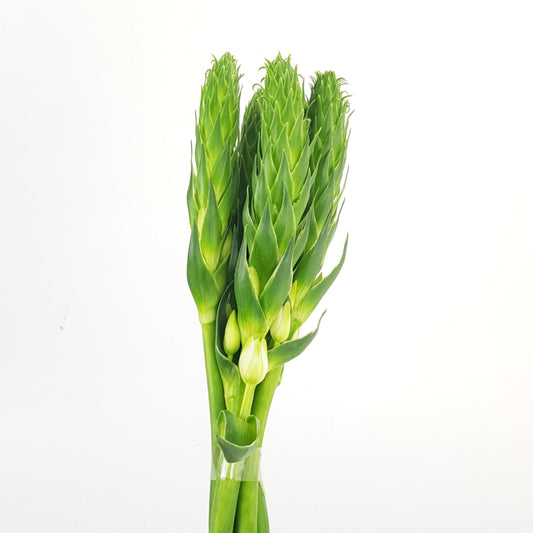 Ornithogalum - White