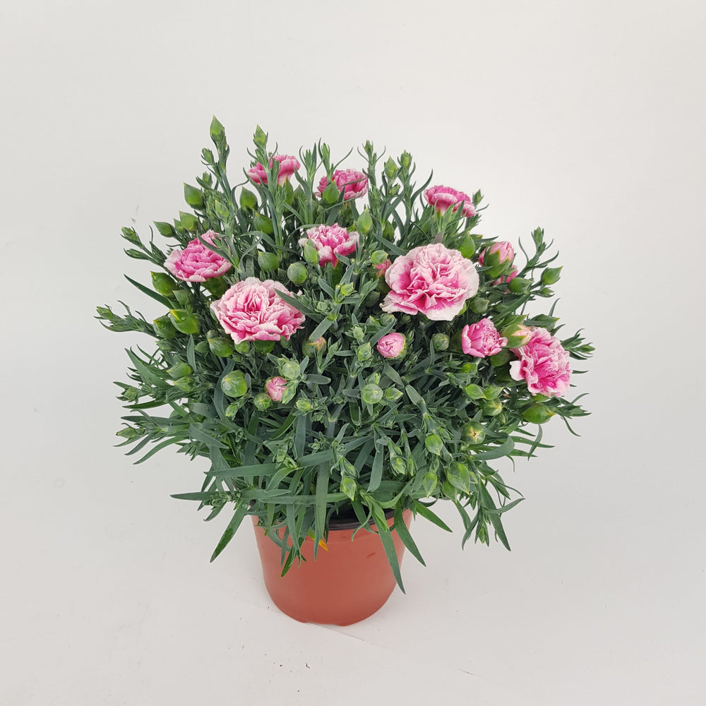 potted carnation plant Pot Carnation (China) P150