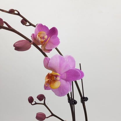 Phalaenopsis Mini - Light Purple (Without Pot)