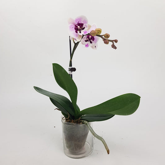 Phalaenopsis Mini - White Purple (Without Pot)