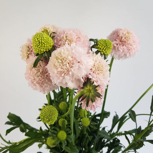 Scabiosa Atropurpurea/Sweet Scabiousa - Light Pink