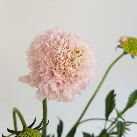 Scabiosa Atropurpurea/Sweet Scabiousa - Light Pink