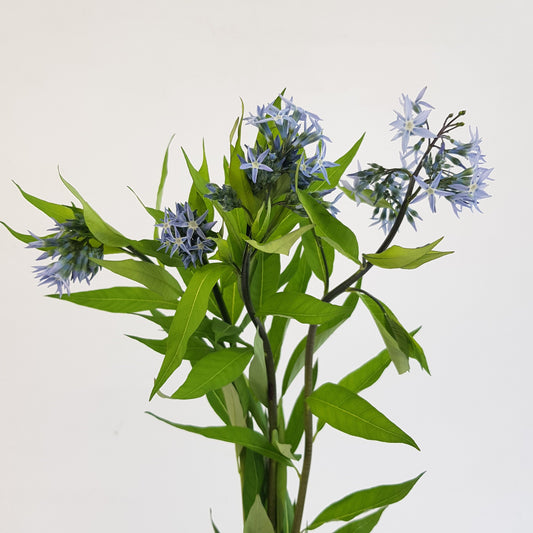 Amsonia Night Sky - Bue