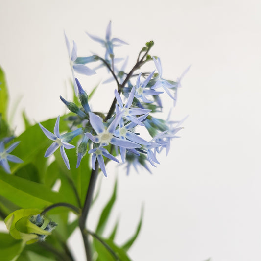Amsonia Night Sky - Bue