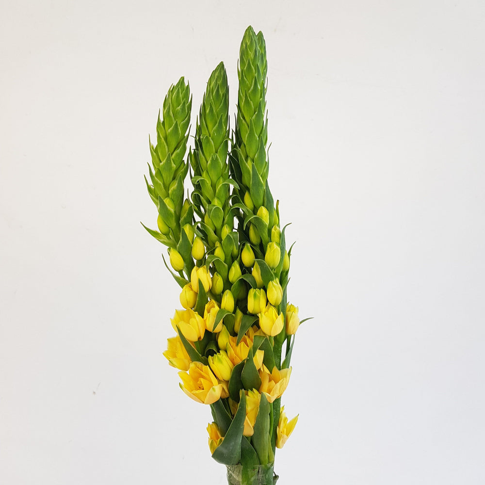 Ornithogalum - Yellow