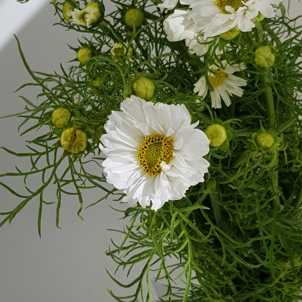 Nigella Damascena - White