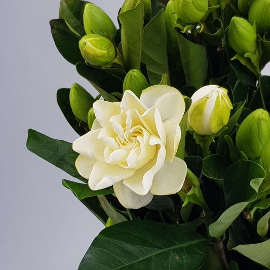 gardenia flower