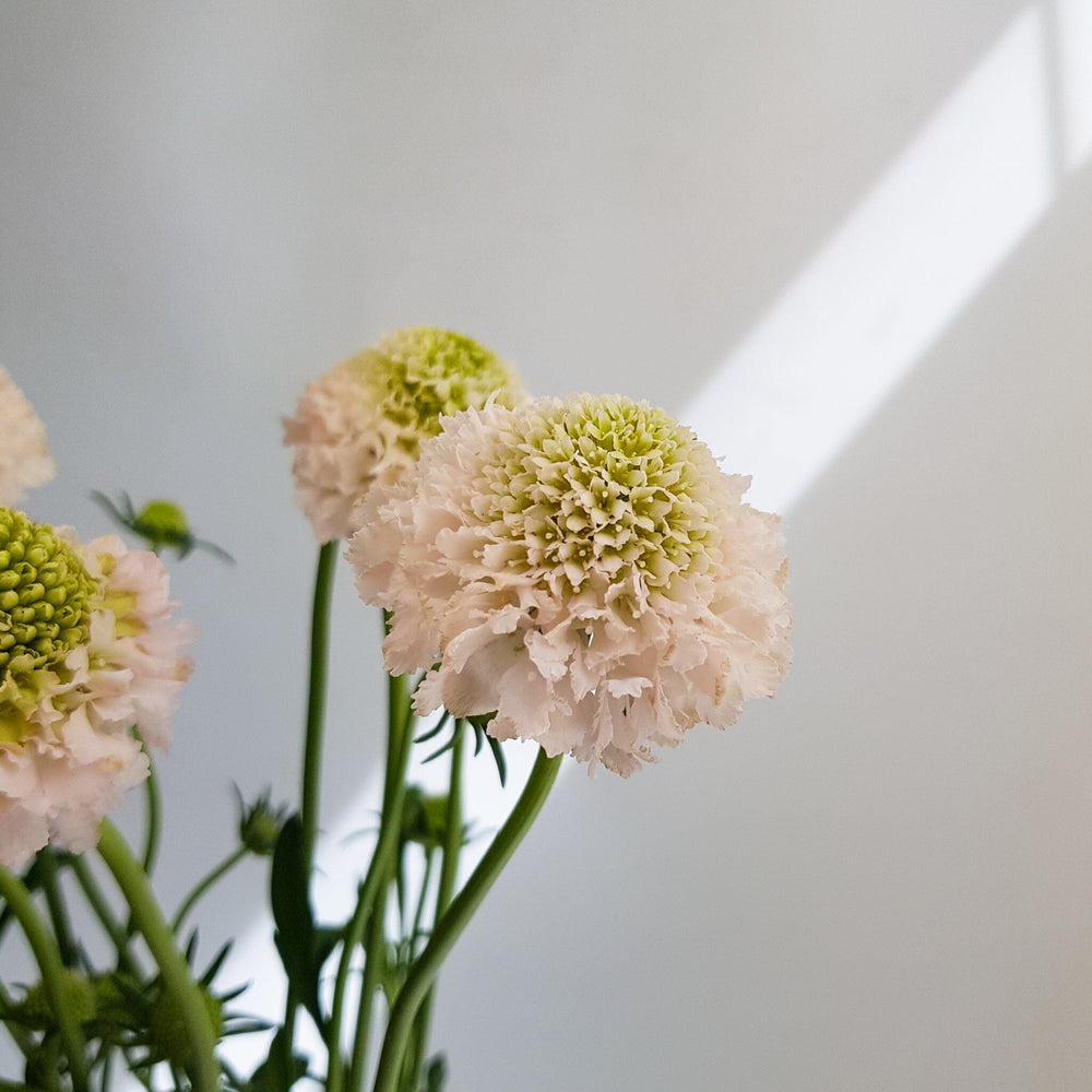 Scabiosa Atrapopurpurea/Sweet Scabiousa - Light Pink