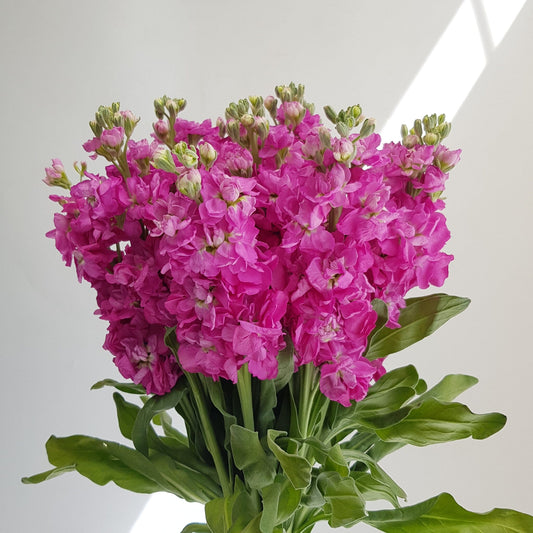 Matthiola - Pink