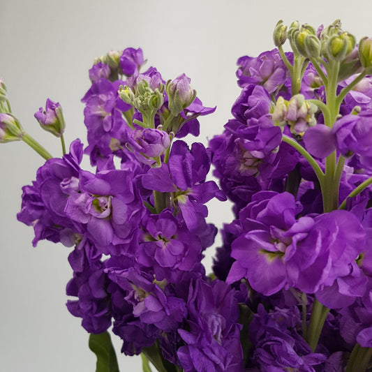 matthiola
purple