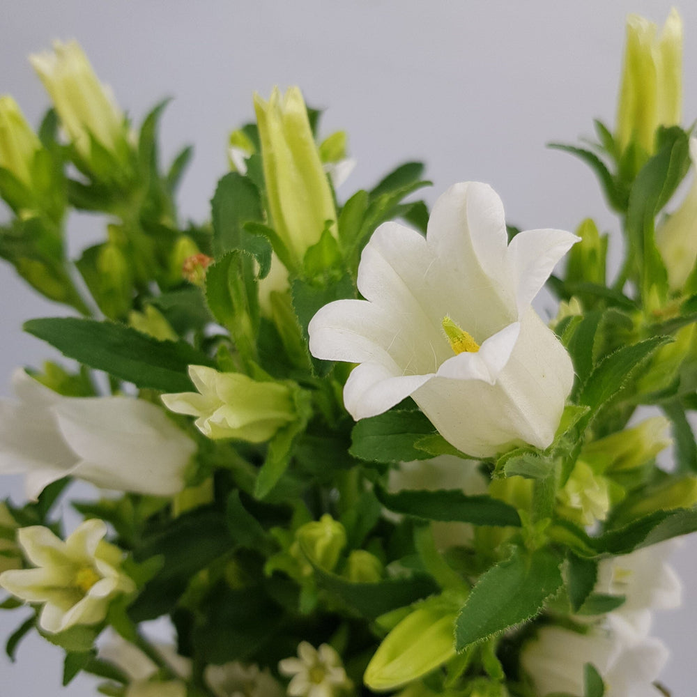 Campanula - White