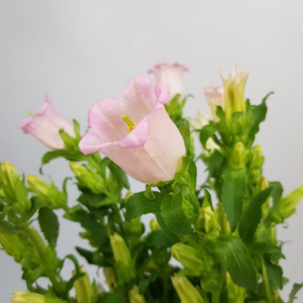 Campanula - Pink