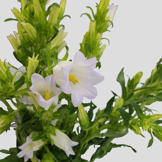 campanula