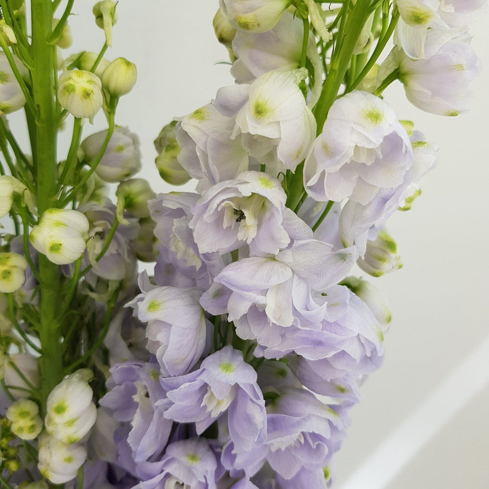 Delphinium Belladonna - Lilac