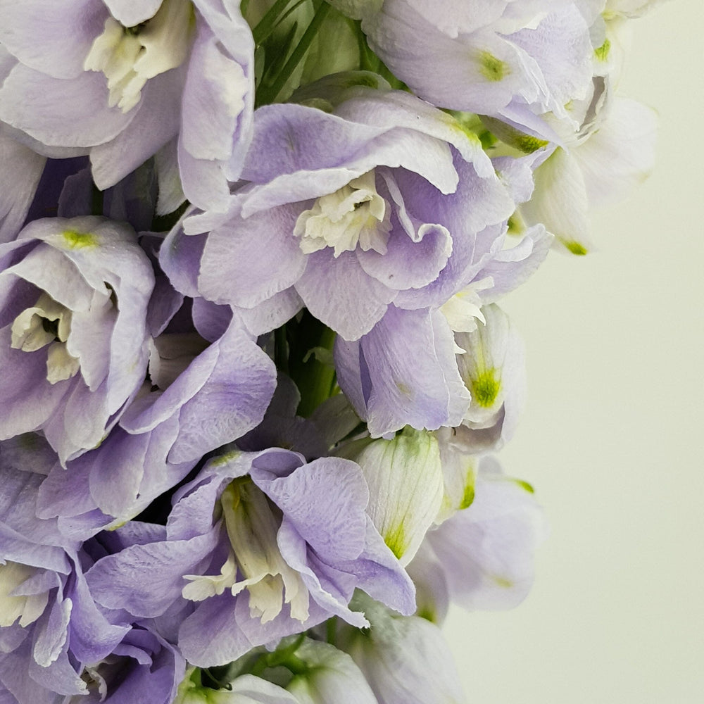 Delphinium Belladonna - Lilac