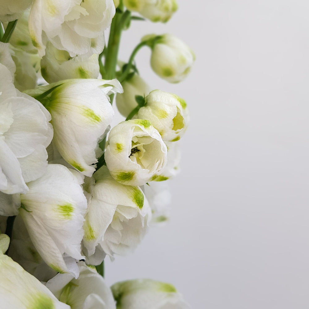 Delphinium Belladonna - White