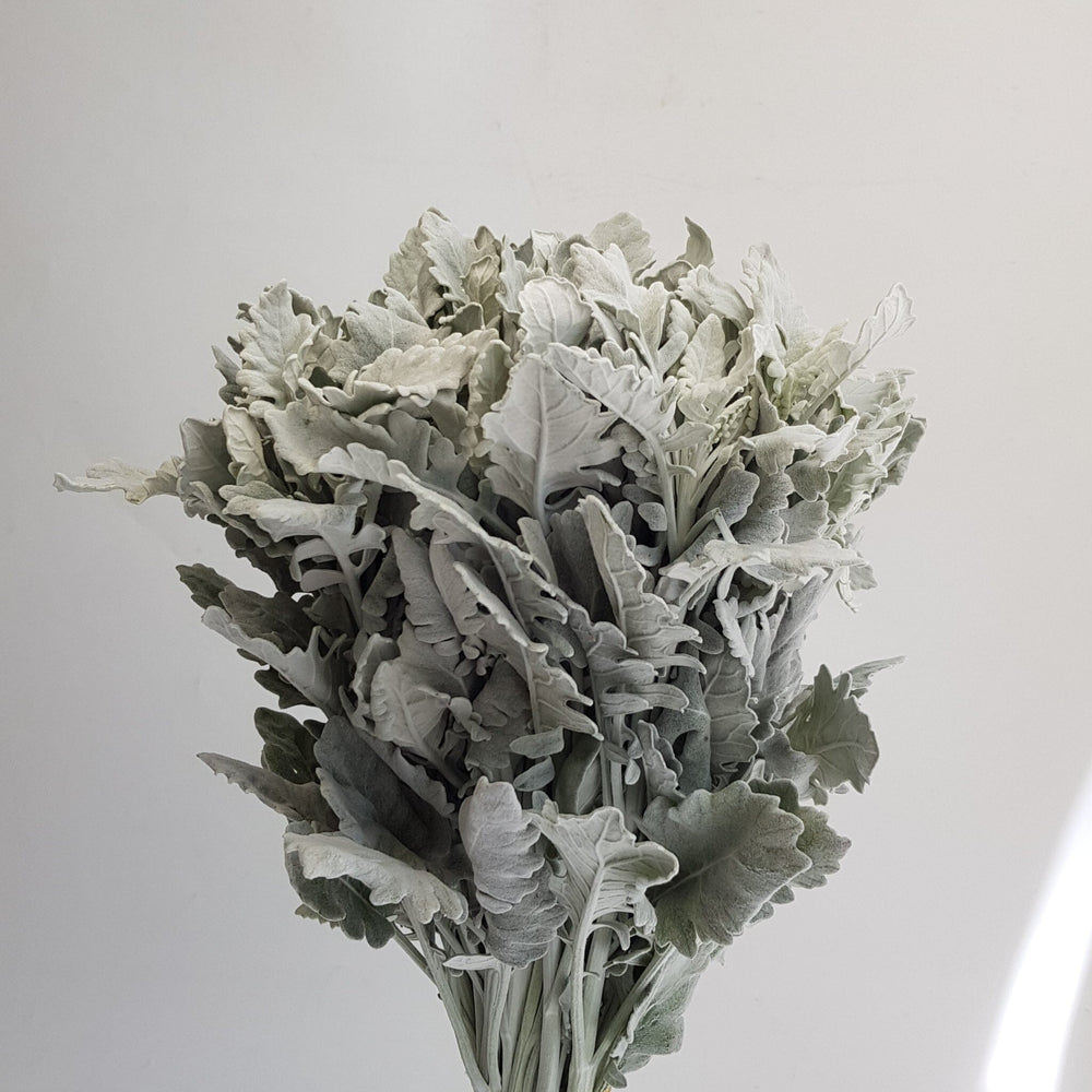 Dusty Miller Leaf