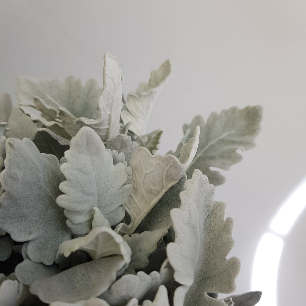 Dusty Miller Leaf