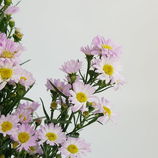 Aster - Light Pink