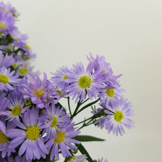 Aster - Purple
