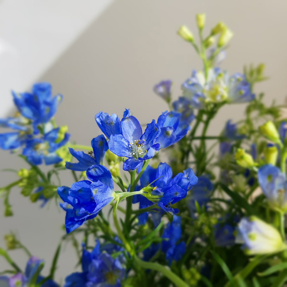 Delphinium S