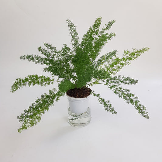 Hydroponic Asparagus Den Meyer