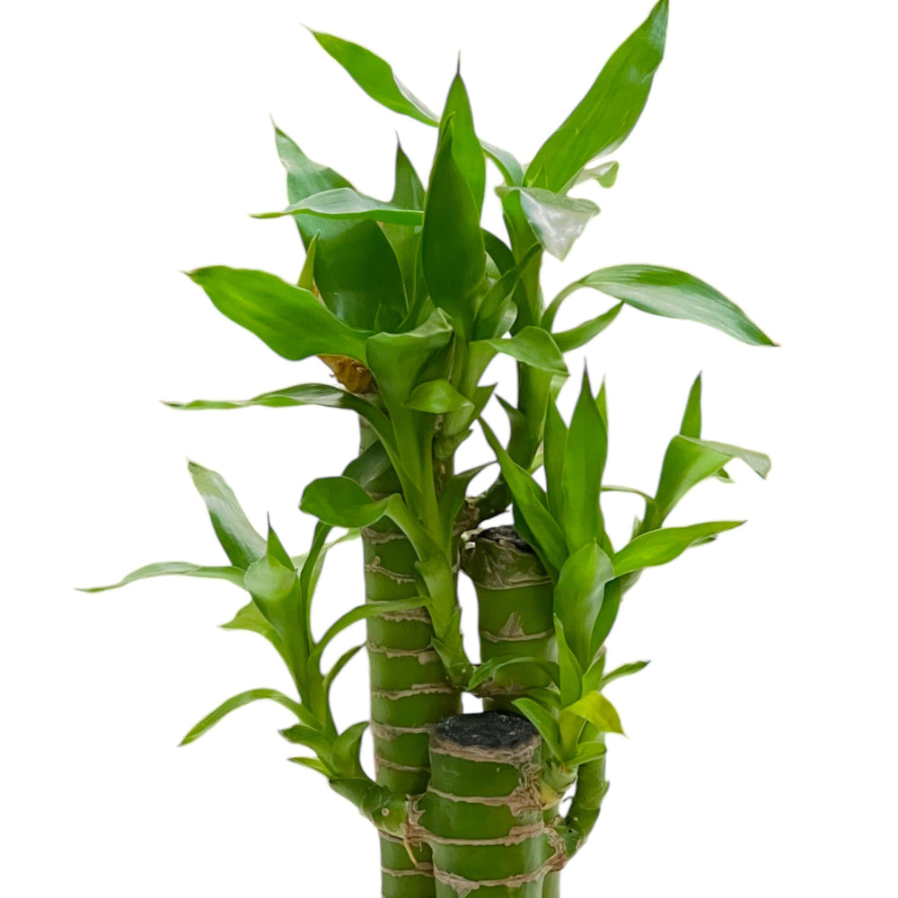 dracaena hydroponic Dracaena Sanderiana Plant