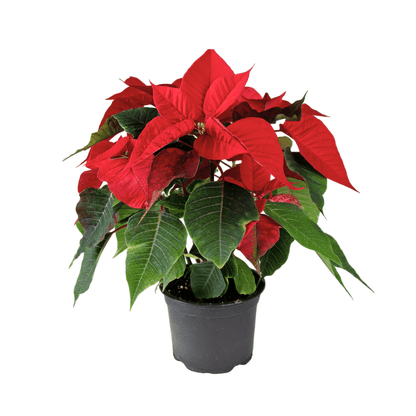 Poinsettia - Red (P150)