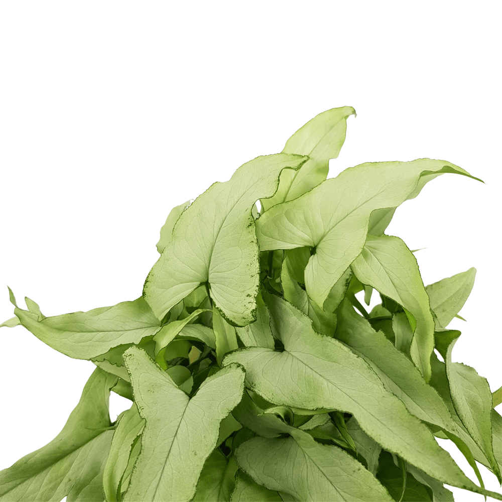 Syngonium Silver Fox