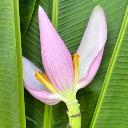 Jantung Pisang/Banana Flower